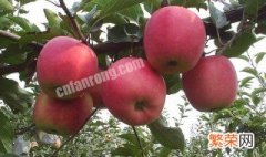 中秋王苹果品种介绍 中秋王苹果是好品种吗