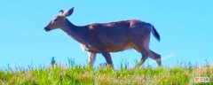 鹿的又小又短的尾巴有什么作用 为什么鹿的尾巴短