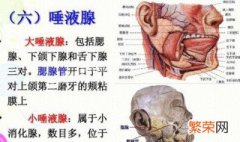 唾液腺受什么神经支配 唾液腺的神经中枢