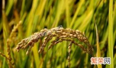 籼稻的储存方法 籼稻怎么储存