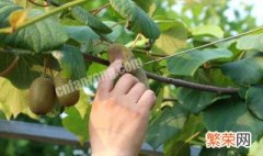 猕猴桃怎么繁殖幼苗 猕猴桃的繁殖方法