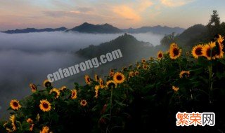 向日葵如何保存干花不变色 向日葵如何保存干花