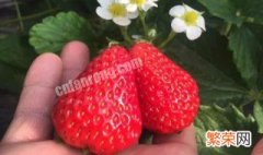 冬天第一颗草莓是什么意思 冬天第一颗草莓怎样解释