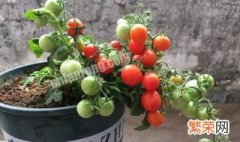 阳台种番茄时间和方法 阳台种番茄影响风水吗