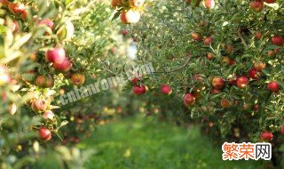 苹果树施肥最佳时间和方法及配方图片 苹果树施肥最佳时间和方法及配方