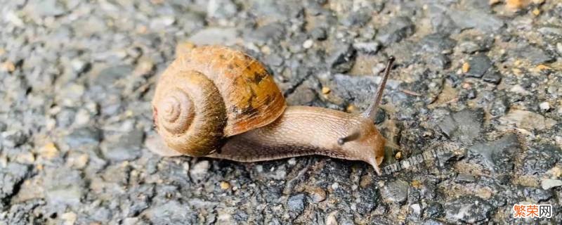 蜗牛怎么分公母 公蜗牛母蜗牛怎么分别