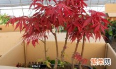 日本红枫扦插的方法 日本红枫扦插多久生根