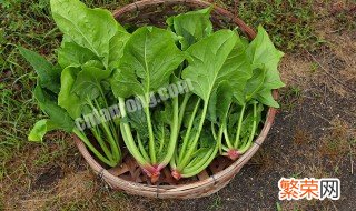 露地菠菜种植的方法与时间 露地菠菜种植与管理技术
