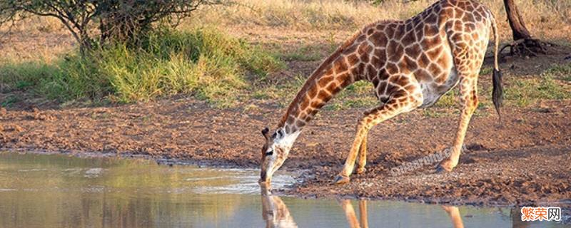 长颈鹿怎么喝水的图片 长颈鹿怎么喝水