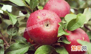 秋季吃什么水果好 适合秋季吃的水果