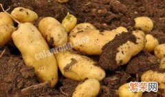 土豆的品种 土豆的品种有哪些