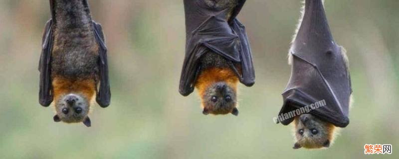 蝙蝠寿命 蝙蝠寿命有多长寿