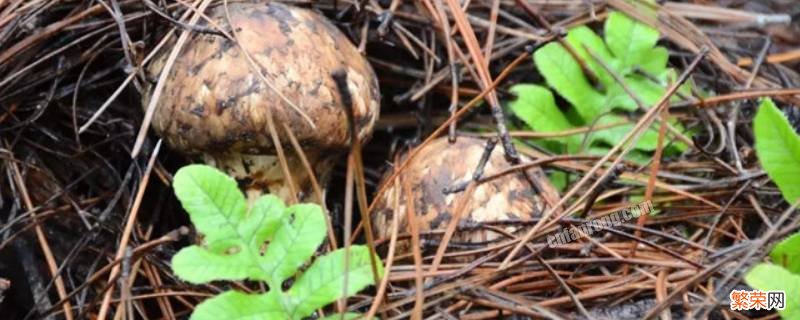 新鲜的野生菌怎么保存 新鲜的野生菌怎么保存视频