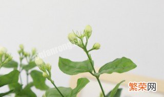 茉莉花怎么养才能开花 怎样养好茉莉花