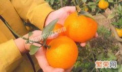 果冻橙和橙子的区别是什么 果冻橙和橙子的区别介绍