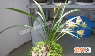 种植兰花的方法 兰花种植方法介绍