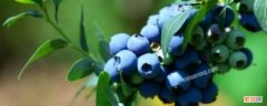 蓝莓是蓝色还是紫色 蓝莓是不是蓝色