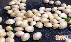 带壳白果怎么保存不会坏 白果冷冻是带壳还是剥壳保存