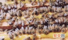 中蜂春繁怎么把幼蜂咬死 中蜂为什么咬幼蜂出来
