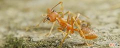 小黄蚂蚁怎么来的 极小的小黄蚂蚁哪来的