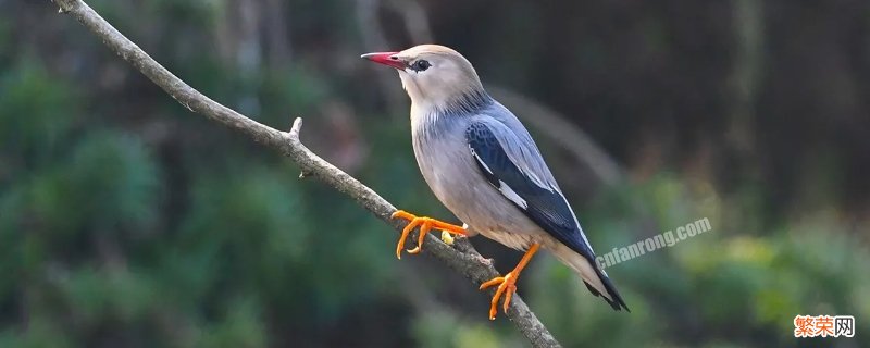 椋鸟是什么鸟 椋鸟是什么鸟?