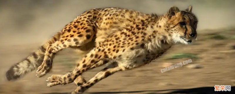 猎豹的速度有多快课文 猎豹的速度有多快
