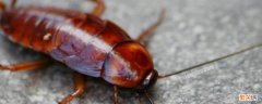 蟑螂是什么颜色的虫子 蟑螂是什么颜色的