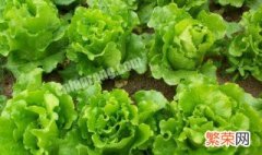 蔬菜用什么复合肥好 蔬菜用什么复合肥好用