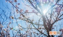 梅花开花是什么季节 梅花开花是什么季节的