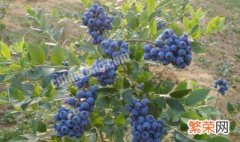 北方盆栽蓝莓室外越冬 盆栽蓝莓在北方怎么过冬
