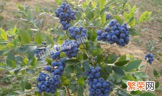 北方盆栽蓝莓室外越冬 盆栽蓝莓在北方怎么过冬