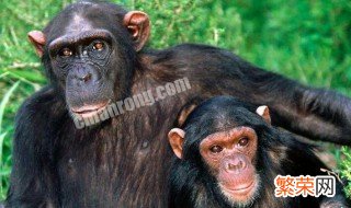 长臂猿猩猩大猩猩黑猩猩生活方式有什么共同点 它们都是灵长类动物