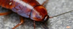 蟑螂能长到多大 蟑螂长大需要多久