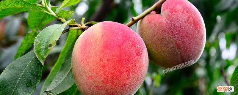 桃子的品种有哪些品种叫什么名字 桃子是什么品种