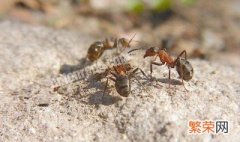 蚂蚁食物是什么 蚂蚁的食物是什么