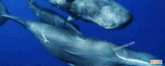 鲸鱼和海豚的区别在哪里 怎么区分海豚和鲸鱼