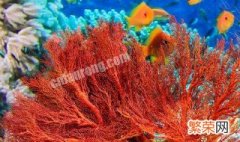 珊瑚是动物还是植物 珊瑚简介