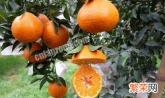 丑橘的功效与作用 丑橘的功效与作用禁忌