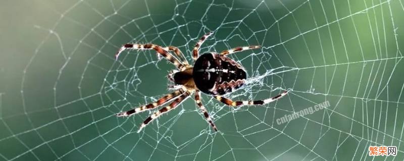 怎么防止蜘蛛网形成 如何防止蜘蛛网再生
