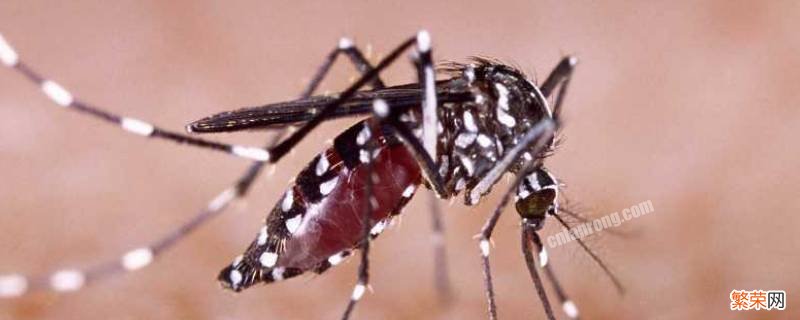 蚊子是怎么咬人的 蚊子是怎么咬人的动画片