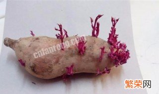 发芽的红薯有毒吗 发芽的红薯有毒吗