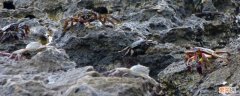 海边石缝里的是什么蟹 海边岩石缝里的螃蟹叫什么