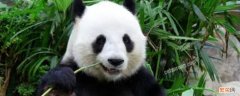 大熊猫吃的竹子叫什么 大熊猫最爱吃的竹子叫什么