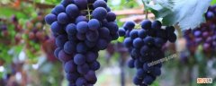 葡萄是碱性水果吗 葡萄属于碱性水果吗