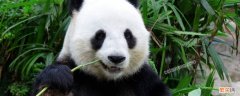 大熊猫有哪些特点作文300字 大熊猫有哪些特点