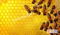 蜂胶的作用 蜂胶的作用与功效