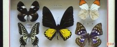 蝴蝶标本怎么做 蝴蝶标本怎么做简单