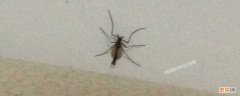 长得特别像蚊子的大蚊子 长得像蚊子但是很大的是什么