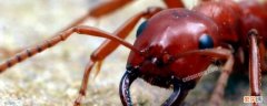 红蚂蚁的危害有多大 红蚂蚁对人体的危害