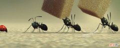 蚊香能杀死蚂蚁吗 点蚊香能杀死蚂蚁吗